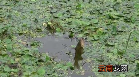 11月钓鱼怎么选钓位 十月钓鱼钓位怎么选择才好