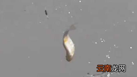 十月钓鱼什么天气最好 十月份什么天气适合钓鱼