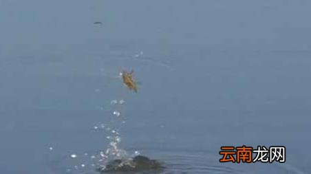十月钓鱼什么天气最好 十月份什么天气适合钓鱼