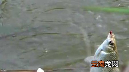 十月份的鱼怎么钓 十月钓鱼怎么钓上鱼快