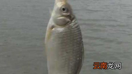 初冬一天当中什么时间钓鱼最好 初冬钓鱼最佳时间是什么时候