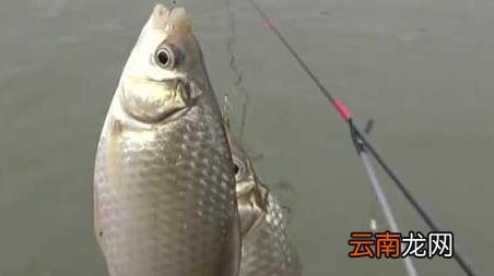 冬季钓鱼选什么天气 初冬钓鱼天气怎么选择