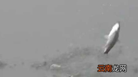 冬季野钓鲫鱼的技巧和方法 初冬野钓技巧全知识