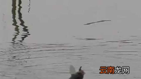 初秋钓鱼不开口 初冬钓鱼不开口怎么办