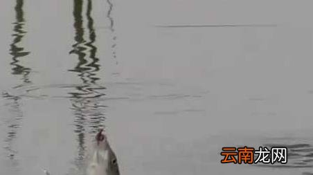 初秋钓鱼不开口 初冬钓鱼不开口怎么办
