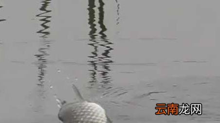 初秋钓鱼不开口 初冬钓鱼不开口怎么办