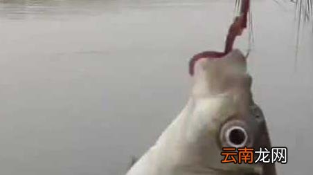 初冬钓鱼什么风向好钓，入冬前什么风向好钓鱼