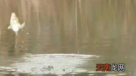 初冬水库钓鱼钓位怎么选择 冬季水库钓鱼怎么选钓位