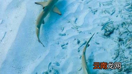 海钓实用技巧大全，海竿钓鱼技巧大全