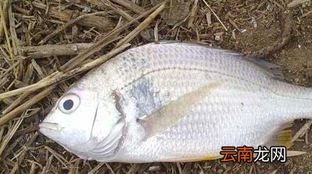 海钓实用技巧大全，海竿钓鱼技巧大全