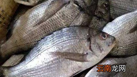 海钓实用技巧大全，海竿钓鱼技巧大全