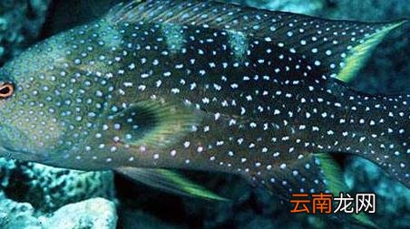 海钓实用技巧大全，海竿钓鱼技巧大全