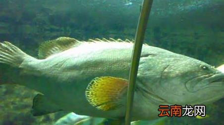 海钓实用技巧大全，海竿钓鱼技巧大全