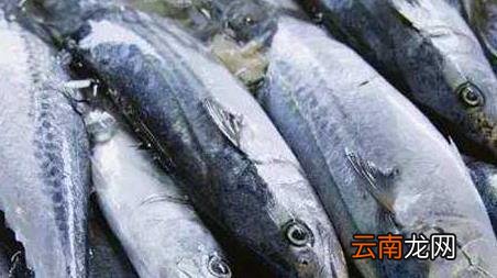 海钓实用技巧大全，海竿钓鱼技巧大全