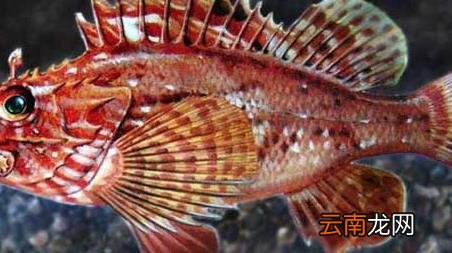 海钓实用技巧大全，海竿钓鱼技巧大全