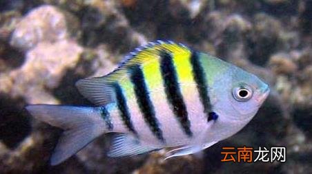 海钓实用技巧大全，海竿钓鱼技巧大全