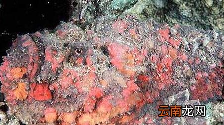 海钓实用技巧大全，海竿钓鱼技巧大全