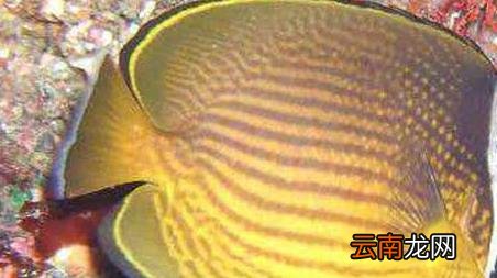 海钓实用技巧大全，海竿钓鱼技巧大全