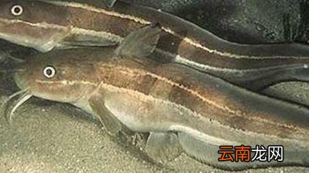 海钓实用技巧大全，海竿钓鱼技巧大全