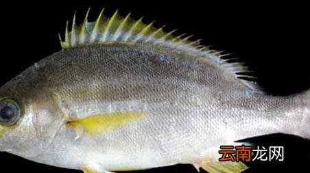 海钓实用技巧大全，海竿钓鱼技巧大全