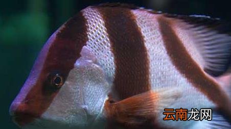 海钓实用技巧大全，海竿钓鱼技巧大全