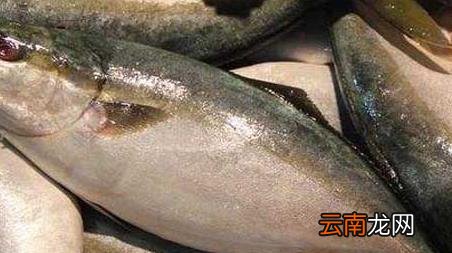 海钓实用技巧大全，海竿钓鱼技巧大全