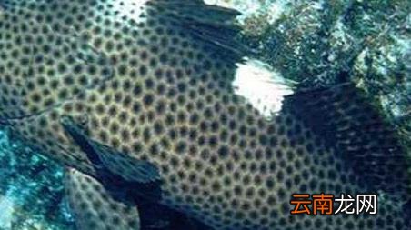 海钓实用技巧大全，海竿钓鱼技巧大全