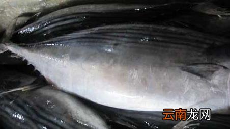 海钓实用技巧大全，海竿钓鱼技巧大全