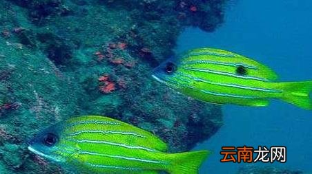 海钓实用技巧大全，海竿钓鱼技巧大全