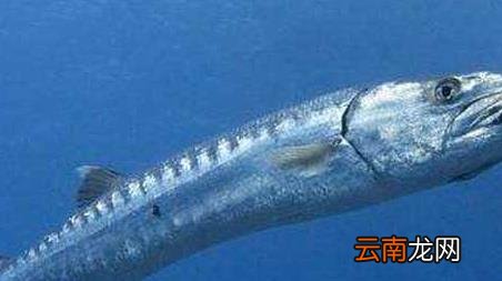 海钓实用技巧大全，海竿钓鱼技巧大全