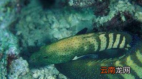 海钓实用技巧大全，海竿钓鱼技巧大全