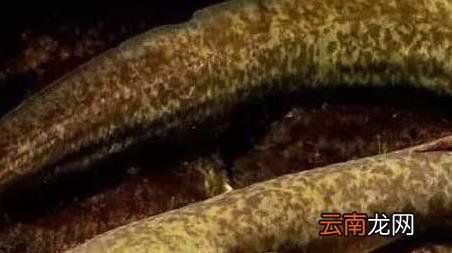 海钓实用技巧大全，海竿钓鱼技巧大全