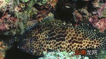 海钓实用技巧大全，海竿钓鱼技巧大全