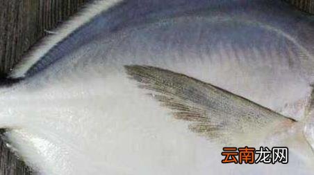 海钓实用技巧大全，海竿钓鱼技巧大全