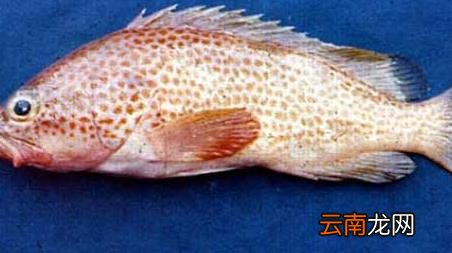 海钓实用技巧大全，海竿钓鱼技巧大全