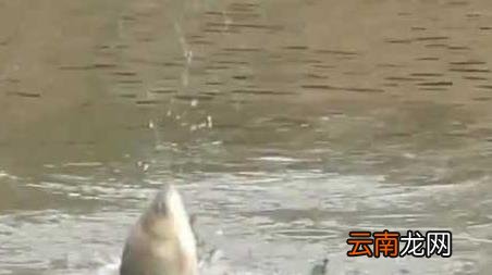 秋冬季钓鱼技巧全知识 冬季钓鱼技巧及方法