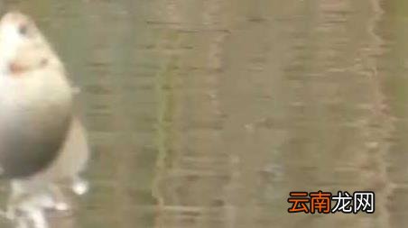秋冬季钓鱼技巧全知识 冬季钓鱼技巧及方法