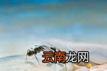 养蚂蚁怎么控制温度