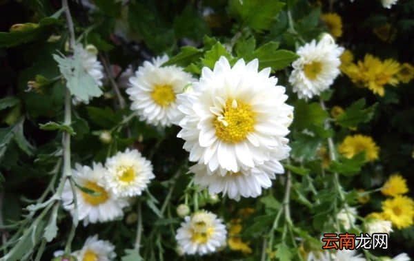 菊花茶功效