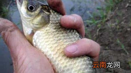 蚯蚓钓鱼多久换一次鱼饵 野钓蚯蚓多久换一次