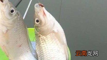 蚯蚓钓鱼多久换一次鱼饵 野钓蚯蚓多久换一次