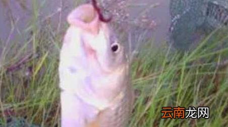 蚯蚓钓鱼多久换一次鱼饵 野钓蚯蚓多久换一次