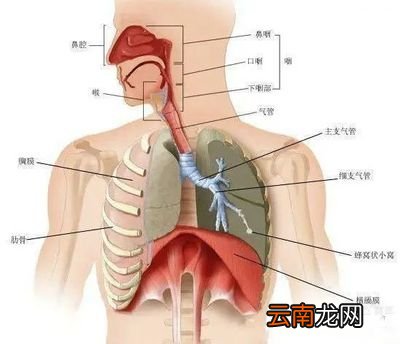 下呼吸道是指什么部位