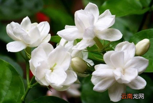 茉莉花茶功效