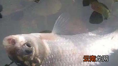 蚯蚓钓鱼全是小鱼怎么办，小鱼把蚯蚓都吃了就是钓不上来