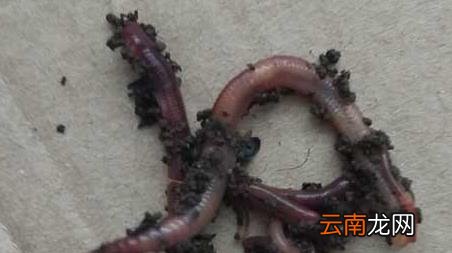 蚯蚓钓鱼全是小鱼怎么办，小鱼把蚯蚓都吃了就是钓不上来