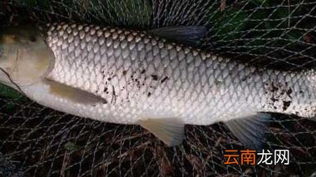 钓大鱼的最佳水深是多少 钓大鱼水深多少合适