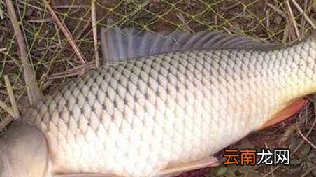钓大鱼的最佳水深是多少 钓大鱼水深多少合适