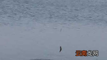 初春季钓鱼选择什么位置最好 春季钓鱼选择什么位置最好