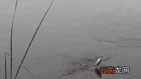 初春季钓鱼选择什么位置最好 春季钓鱼选择什么位置最好